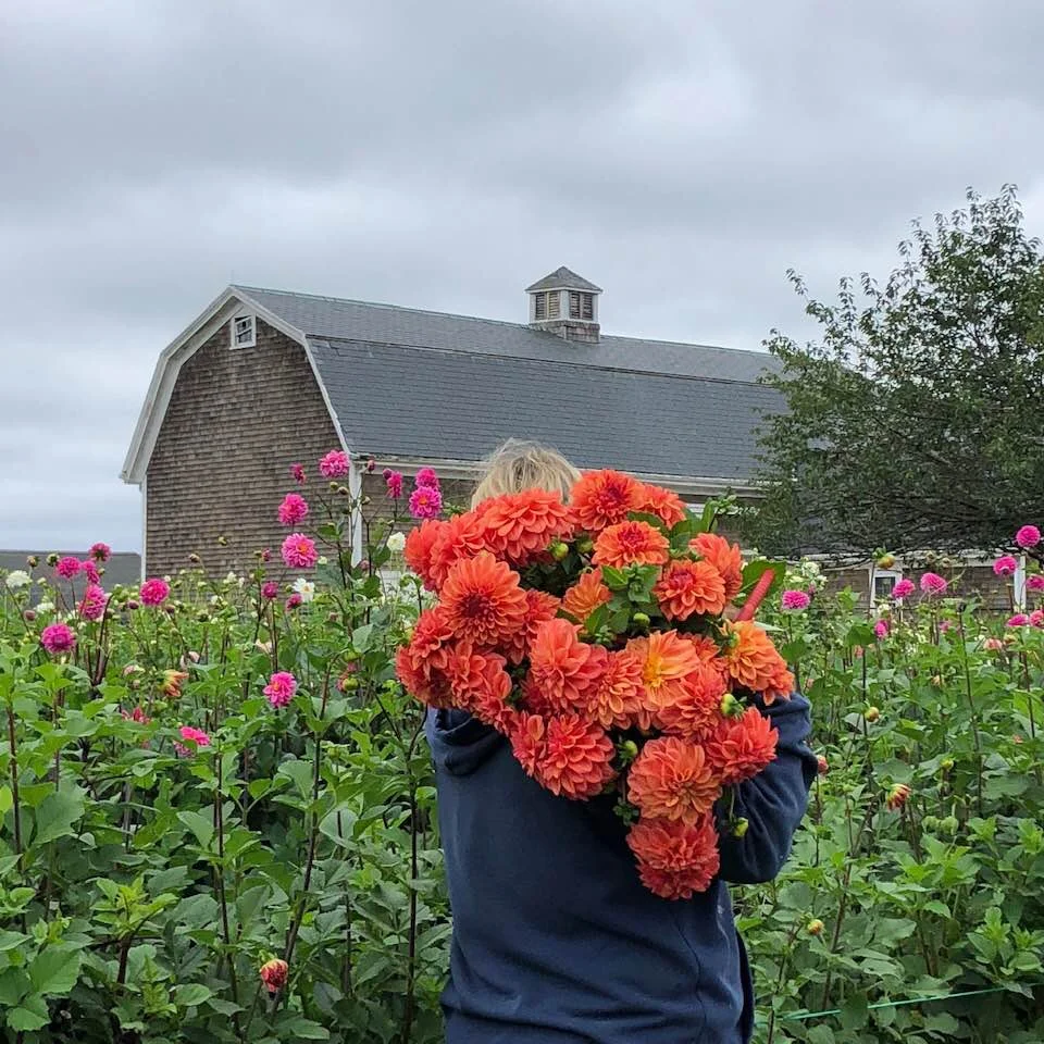 Dahlia Ferncliff Copper (FCC) 3 Tubers — Dahlia Shed